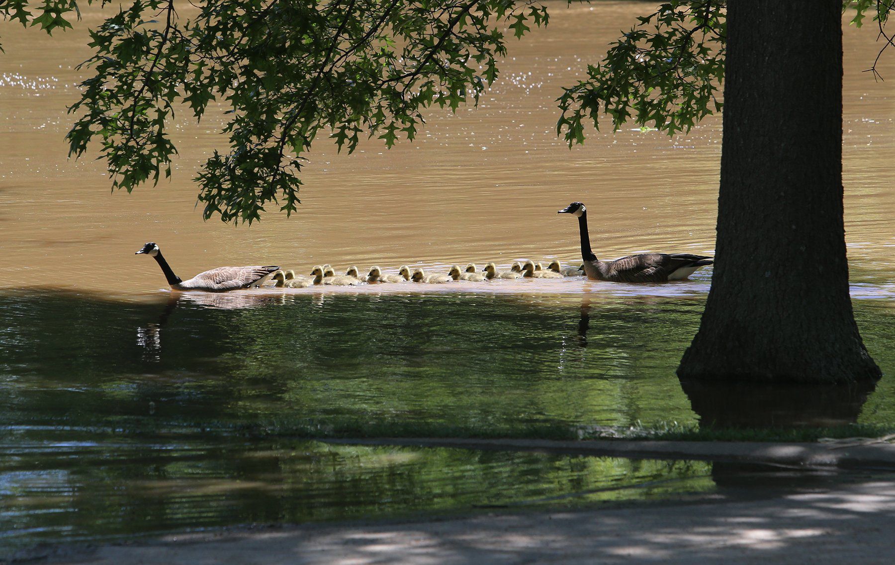 The rising Meramec causes many headaches in Fenton